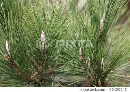 Matsuhodo (leek) 26420642