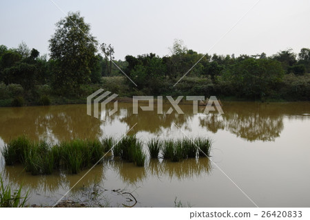 tropical pond with alluvial water and shrub 26420833
