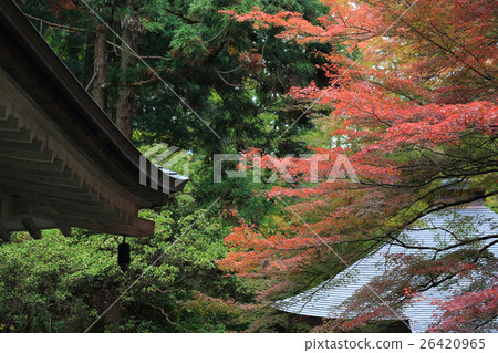 Hiraizumi Kinnado Kaede秋葉 Hiraizumi Kinnado Kaede秋葉 26420965
