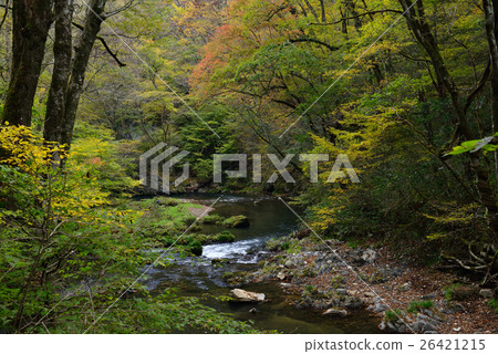 Hiroshima Prefecture Imperial Gorge (Imperial Trials on Shobara-shi, Hiroshima Prefecture) 26421215