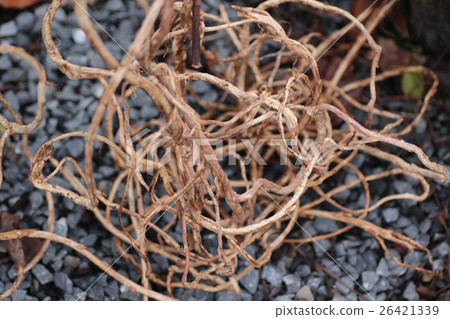 Licorice Chinese medicine Licorice Chinese medicine 26421339