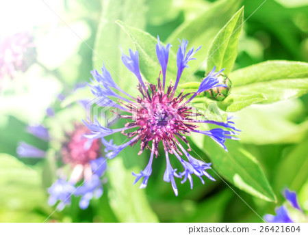 Blooming garden cornflower Blooming garden cornflower 26421604