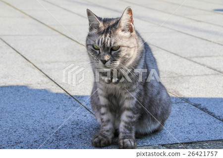 Cat  26421757