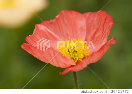 Poppy Poppy 26421772
