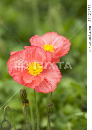 Poppy Poppy 26421773