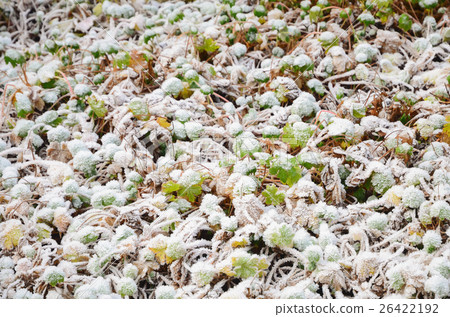 Snow on green grass and plants in Winter Snow on green grass and plants in Winter 26422192
