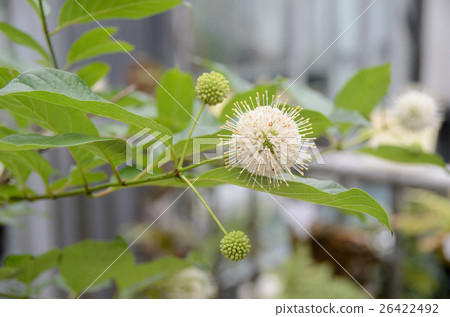 Flowers of Tamagasaki Flowers of Tamagasaki 26422492