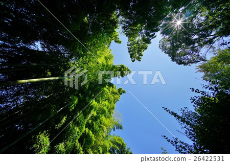  Bamboo grove 26422531