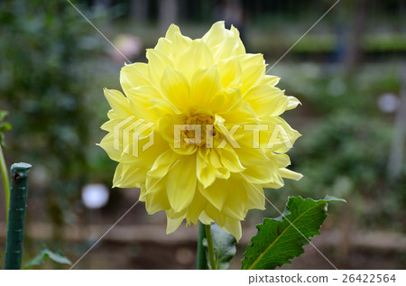 Dahlia Croydon Ace Flower Dahlia Croydon Ace Flower 26422564