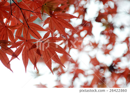 Gingko and chair 3 26422860