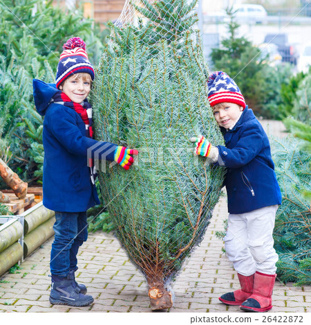 two little kid boys buying christmas tree in two little kid boys buying christmas tree in 26422872