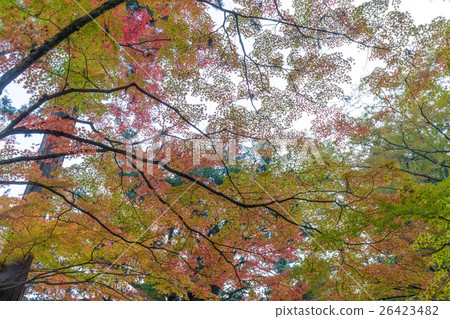 Buddhist temple in autumn (Buddhist temple is a landmark of autumn leaves in Mihara city, Hiroshima prefecture) Buddhist temple in autumn (Buddhist temple is a landmark of autumn leaves in Mihara city, Hiroshima prefecture) 26423482