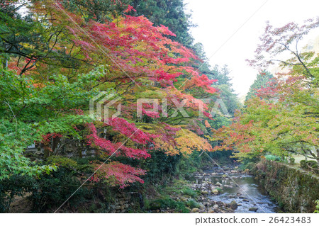 秋天的佛教寺廟(佛教寺廟是廣島縣三原市的秋葉的地標) 秋天的佛教寺廟(佛教寺廟是廣島縣三原市的秋葉的地標) 26423483