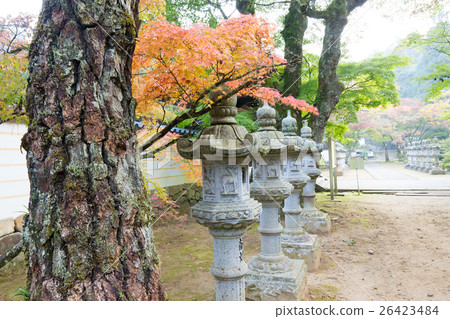 秋天的佛教寺廟(佛教寺廟是廣島縣三原市的秋葉的地標) 秋天的佛教寺廟(佛教寺廟是廣島縣三原市的秋葉的地標) 26423484