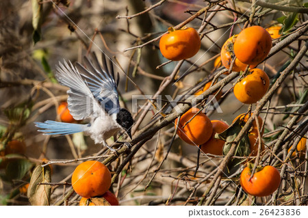 Persimmon and Onaga 26423836