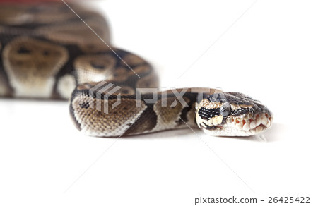 Portrait of python snake 26425422