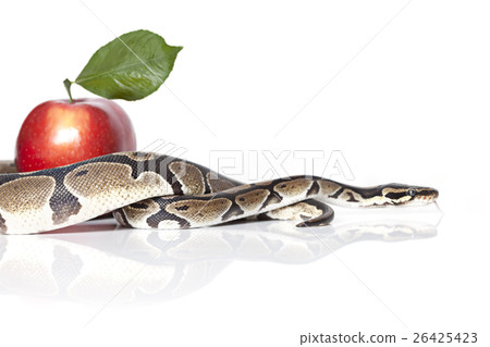 Royal Python with red apple 26425423