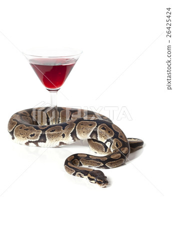 Royal Python with glass of wine Royal Python with glass of wine 26425424