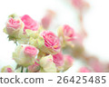 Rose   26425485