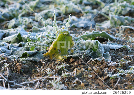 Field with beet in december morning Field with beet in december morning 26426299