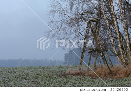 Field with beet in december, hunting briony 26426300