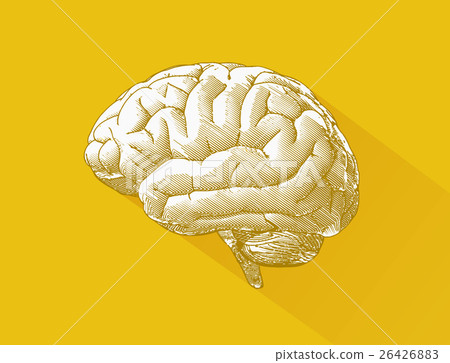 Engraving brain illustration on yellow BG 26426883