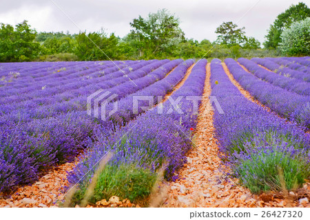 Lavender fields near Valensole in Provence, France Lavender fields near Valensole in Provence, France 26427320