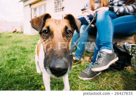Jack Russel Terrier Dog Standing Near Woman Feet 26427635