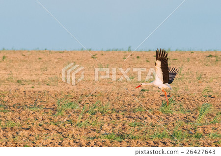 Adult European White Stork Taking Off From Adult European White Stork Taking Off From 26427643