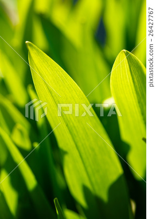 Fresh Spring Green Leaves. Grass Background Fresh Spring Green Leaves. Grass Background 26427767