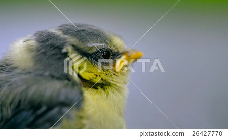 Close up of nice little bird on a gray background. Close up of nice little bird on a gray background. 26427770