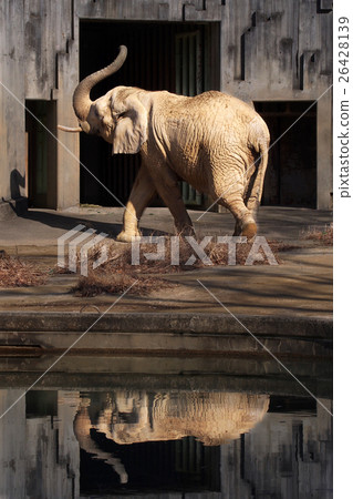 Elephant house 26428139