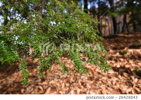 常青樹和下落的森林 常青樹和下落的森林 26428843