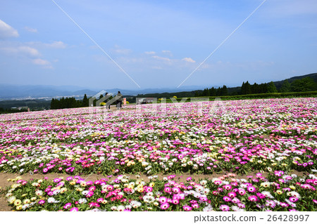 生駒高原的Livingstone Daisy（宮崎縣小林市） 26428997