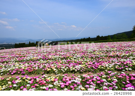 生駒高原的Livingstone Daisy(宮崎縣小林市) 生駒高原的Livingstone Daisy(宮崎縣小林市) 26428998