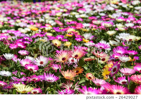 生駒高原的Livingstone Daisy（宮崎縣小林市） 26429027