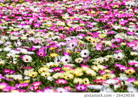 Livingstone Daisy of Ikoma Plateau (Kobayashi City, Miyazaki Prefecture) 26429036