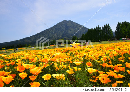 California poppy and Iyogadake (Kobayashi city, Miyazaki prefecture) of Ikoma plateau California poppy and Iyogadake (Kobayashi city, Miyazaki prefecture) of Ikoma plateau 26429142