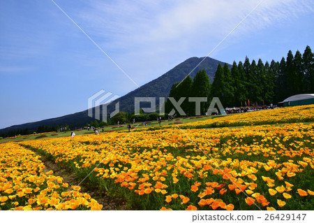 California poppy and Iyogadake (Kobayashi city, Miyazaki prefecture) of Ikoma plateau California poppy and Iyogadake (Kobayashi city, Miyazaki prefecture) of Ikoma plateau 26429147