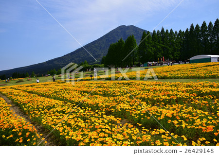 California poppy and Iyogadake (Kobayashi city, Miyazaki prefecture) of Ikoma plateau California poppy and Iyogadake (Kobayashi city, Miyazaki prefecture) of Ikoma plateau 26429148