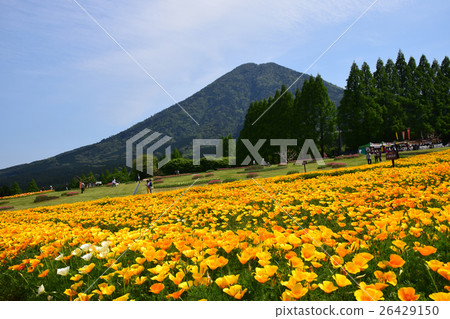 California poppy and Iyogadake (Kobayashi city, Miyazaki prefecture) of Ikoma plateau 26429150