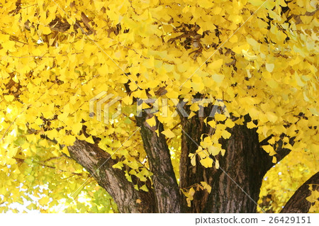 Yellow leaves of ginkgo biloba 26429151