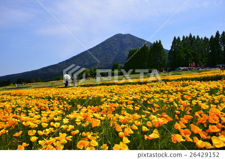 California poppy and Iyogadake (Kobayashi city, Miyazaki prefecture) of Ikoma plateau 26429152