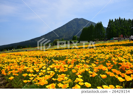California poppy and Iyogadake (Kobayashi city, Miyazaki prefecture) of Ikoma plateau 26429154