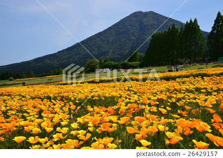 California poppy and Iyogadake (Kobayashi city, Miyazaki prefecture) of Ikoma plateau 26429157