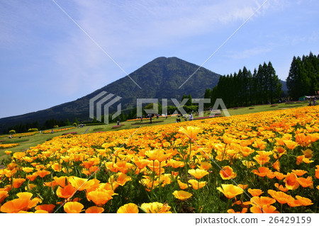 California poppy and Iyogadake (Kobayashi city, Miyazaki prefecture) of Ikoma plateau 26429159