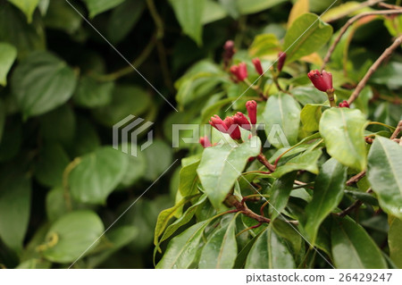 Clove Clove 26429247