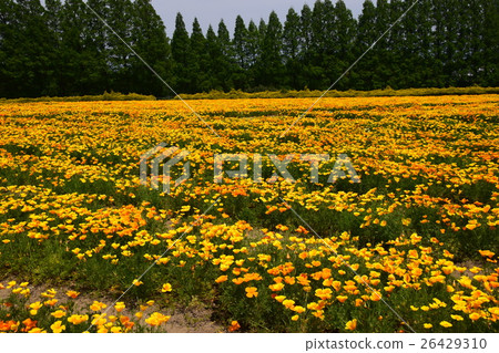 California Poppy of Ikoma Plateau (Kobayashi City, Miyazaki Prefecture) 26429310