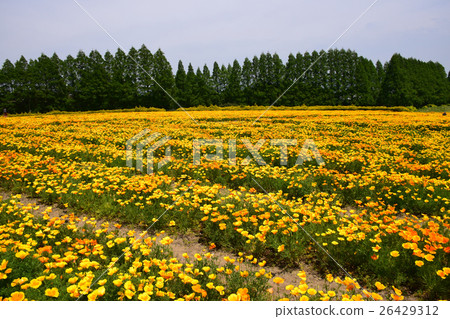 生駒高原的加利福尼亞罌粟（宮崎縣小林市） 26429312