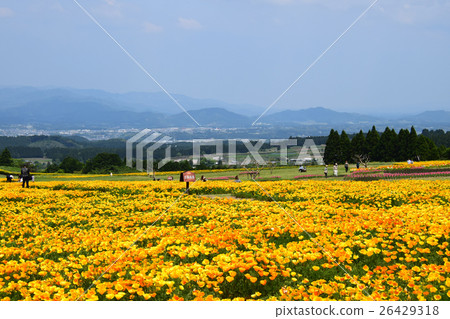 生駒高原的加利福尼亞罌粟（宮崎縣小林市） 26429318
